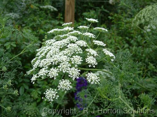 Queen Anne's lace 